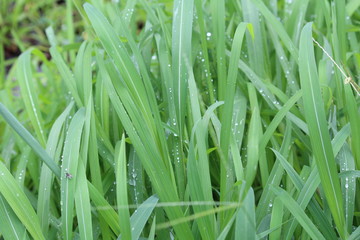 green grass with water drops