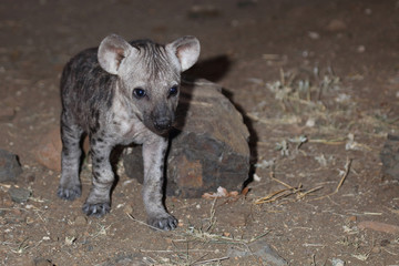 Tüpfelhyäne / Spotted Hyaena / Crocuta crocuta.