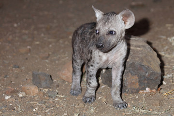 Tüpfelhyäne / Spotted Hyaena / Crocuta crocuta.