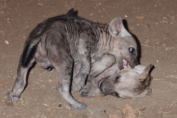 Tüpfelhyäne / Spotted Hyaena / Crocuta crocuta.