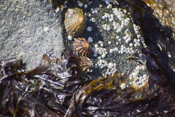 limpets on a rock