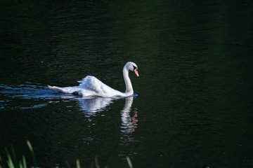 swan on the lake with reflection