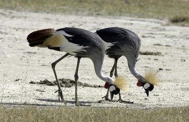 Pair of Crowned Cranes in Lake Manyara National Park