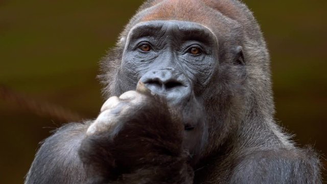 Gorilla eating carrot and observes the surroundings