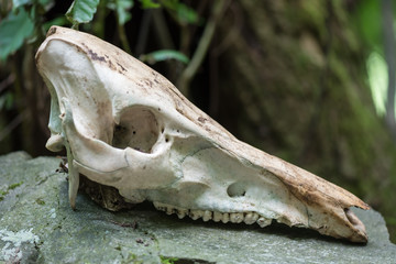 Wild boar skull