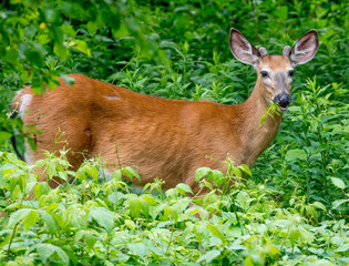 white-tailed deer