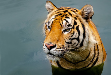 Close-up photos While the tiger is playing in the water