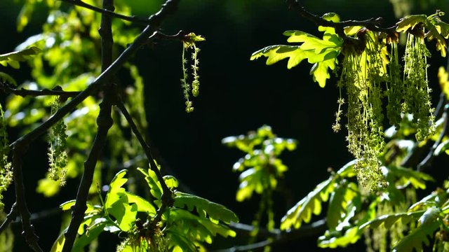 Quercus robur, commonly known as pedunculate oak or English oak, OAK - ROBLE ALBAR, Cantabrian Sea, Liendo, Cantabria, Spain, Europe