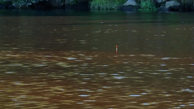 Fishing float in river dips under water surface, indicating a bite