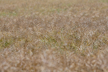 Rapeseed oil seed