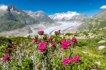 Obraz premium view over the mighty Aletsch Glacier in Switzerland