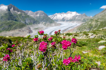 view over the mighty Aletsch Glacier in Switzerland