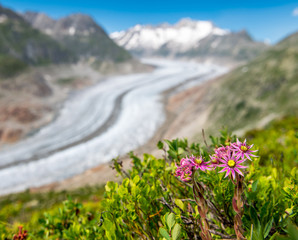 view over the mighty Aletsch Glacier in Switzerland with red wildflowers