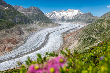 view over the mighty Aletsch Glacier in Switzerland with wildflowers