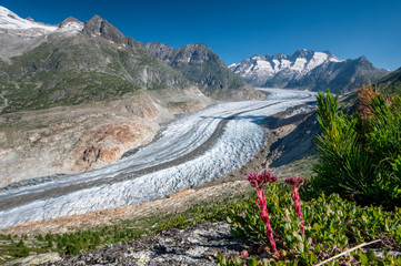 view over the mighty Aletsch Glacier in Switzerland