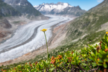 view over the mighty Aletsch Glacier in Switzerland with wildflowers