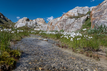cottongrass field at a small creek in the Aletsch Arena