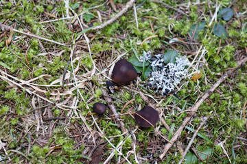 Braune Waldpilze im Moos