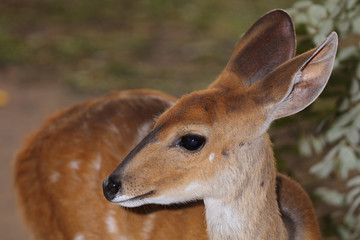 Buschbock / Bushbuck / Tregelaphus scriptus
