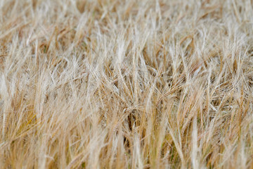 The barley field