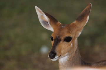 Buschbock / Bushbuck / Tregelaphus scriptus