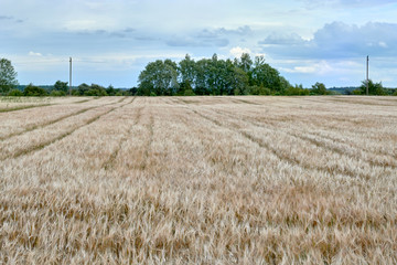 The barley field