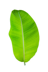 Isolate of banana leaf on white background