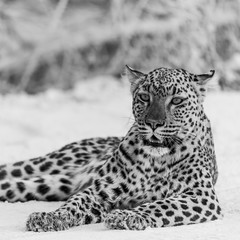 portrait of a leopard
