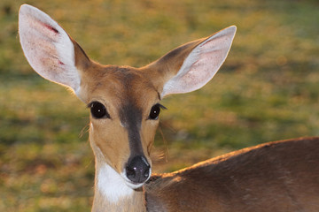 Buschbock / Bushbuck / Tregelaphus scriptus