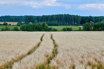 The barley field