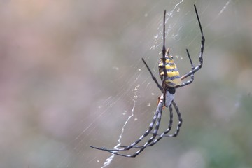 View of African Garden Orb Web Spider's topside