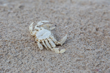 The Dead Crab on sandy beach with nice background color