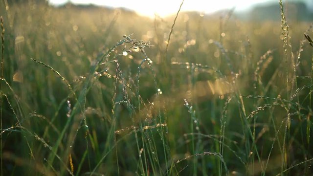 Green hight grass covered with morning dew with bright sunlight beams on background. Wide opened aperture handheld 4K footage.