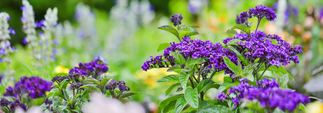 Purple Summer Garden Flowers Panorama