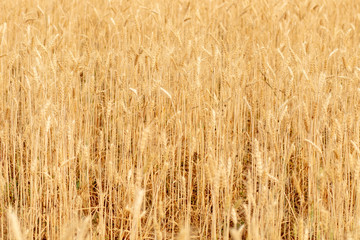 Wheat crop field. Ears of golden wheat close up. Ripening ears of wheat field background. Rich harvest Concept.