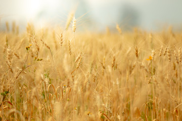 Fototapeta premium Wheat crop field. Ears of golden wheat close up. Ripening ears of wheat field background. Rich harvest Concept.