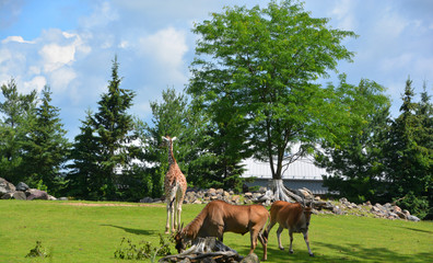 The common eland, also known as the southern eland or eland antelope, is a savannah and plains...