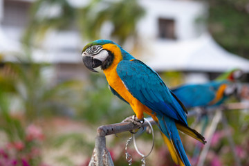 green Macaw parrot feather Scarlet Macaw,ZooThailand intropical forest, Wildlife from tropic nature