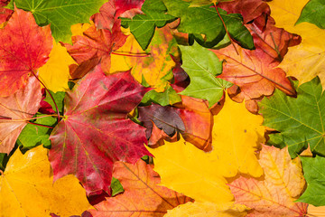 Colourful autumn maple leaves background