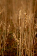 Wheat crop field. Ears of golden wheat close up. Ripening ears of wheat field background. Rich harvest Concept.