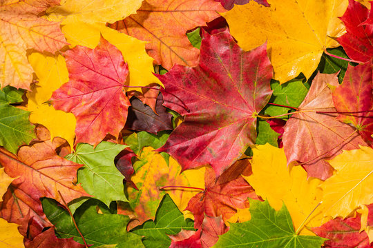 Colourful autumn maple leaves background