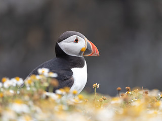 Puffin profile portrait against blurred rock background