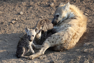 Tüpfelhyäne / Spotted Hyaena / Crocuta crocuta.