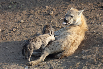 Obraz premium Tüpfelhyäne / Spotted Hyaena / Crocuta crocuta.
