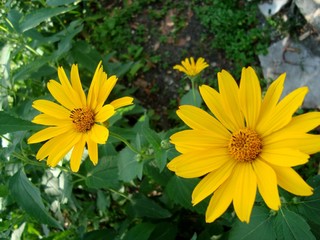 Heliopsis (the sunflower) Heliopsis Lorraine sunshine (Loraine Sunshine) perennial plant.