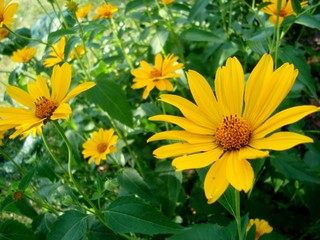 Heliopsis (the sunflower) Heliopsis Lorraine sunshine (Loraine Sunshine) perennial plant.