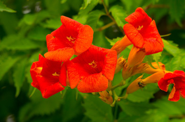 orange flower, chinese trumpet creeper