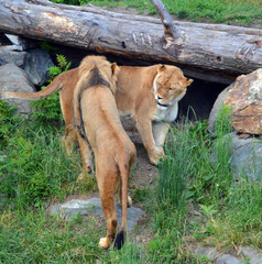 Lion is one of the four big cats in the genus Panthera, and a member of the family Felidae.