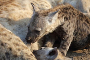 Tüpfelhyäne / Spotted Hyaena / Crocuta crocuta.