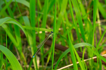 dragon fly on the grass